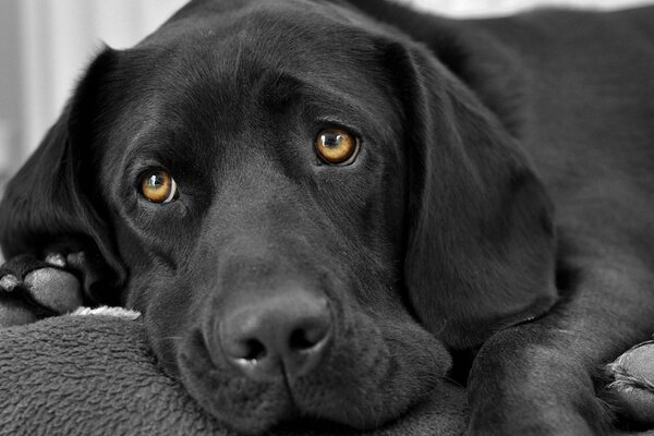 Perro negro con mirada triste