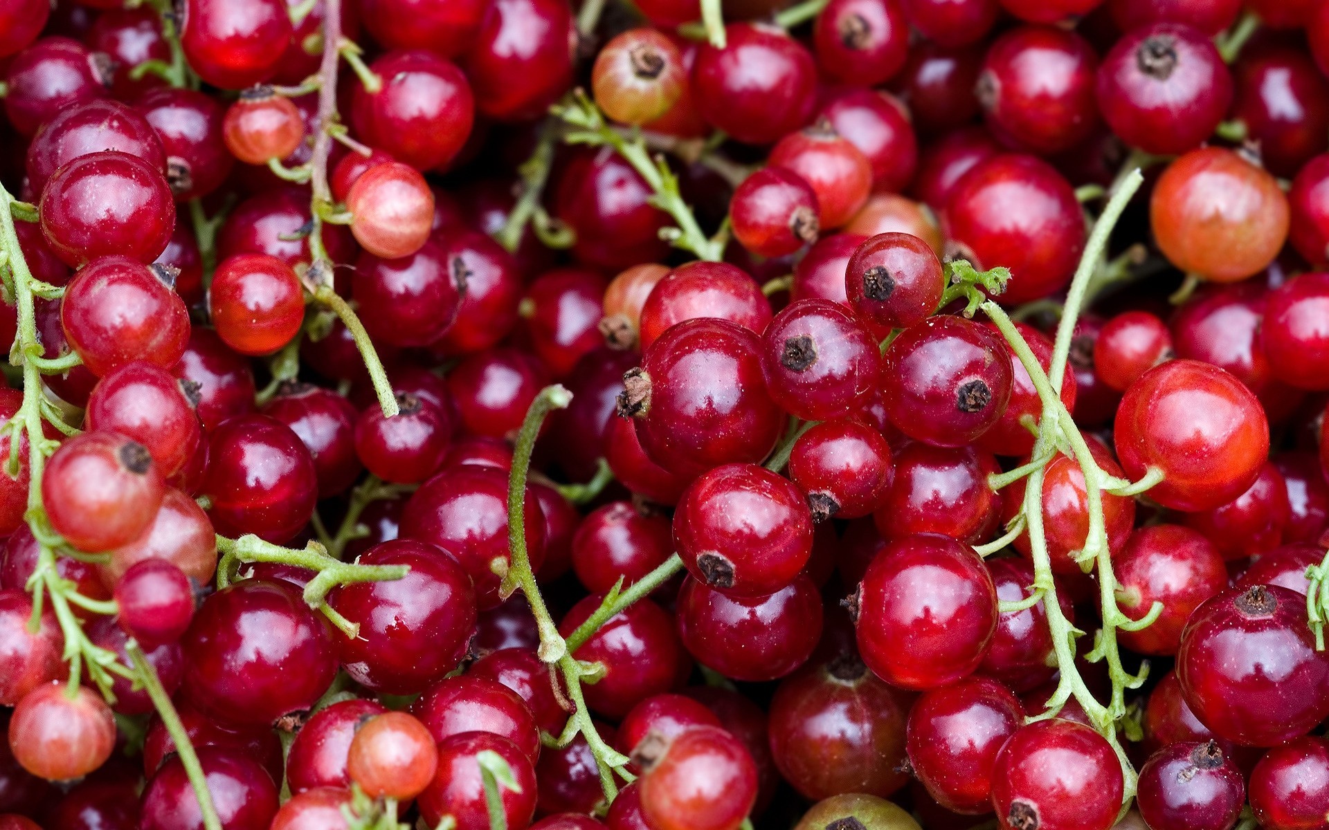 frutas macro bayas verano