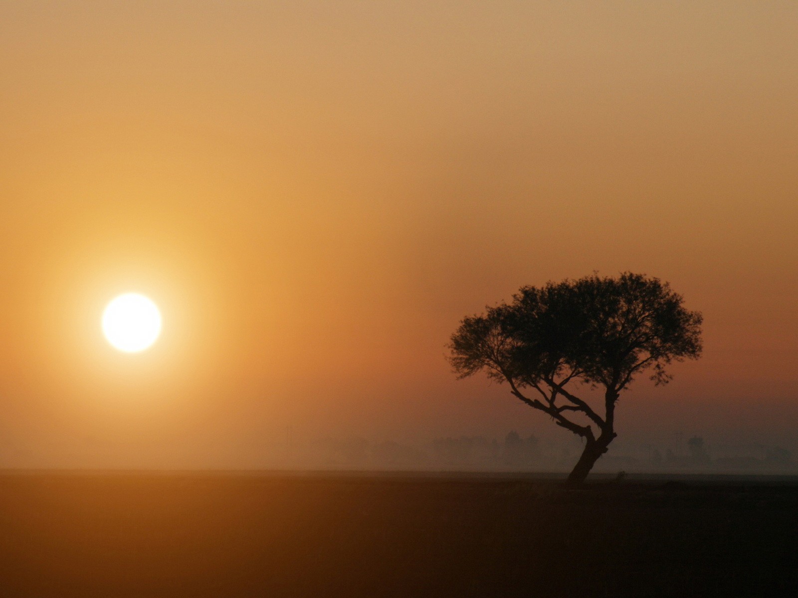 soleil arbre brouillard