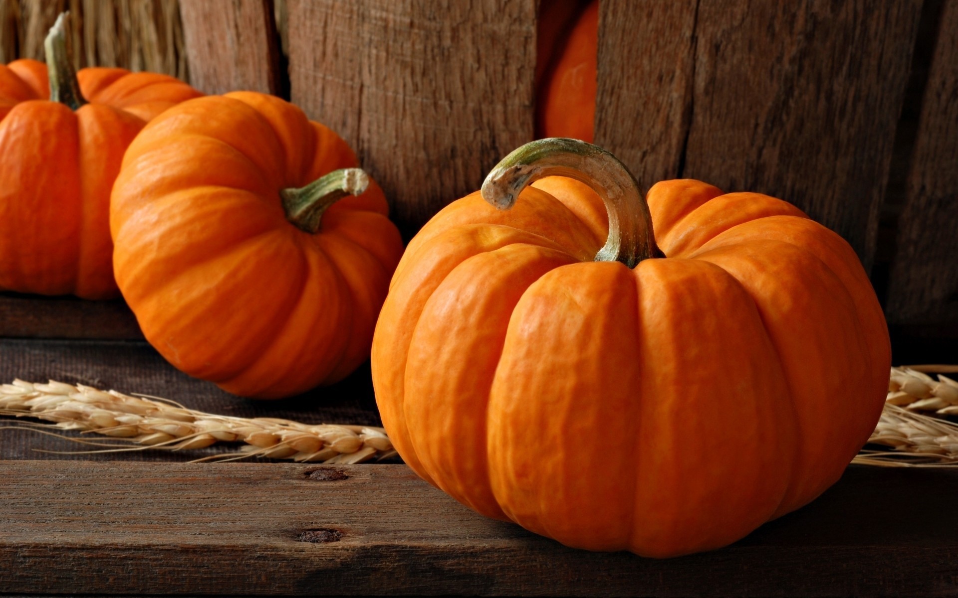 vintage nature halloween pumpkin close up autumn holiday