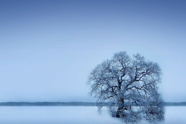 A tree in the snow at dawn