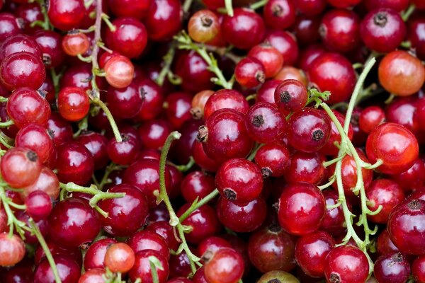 Viele rote glänzende Beeren