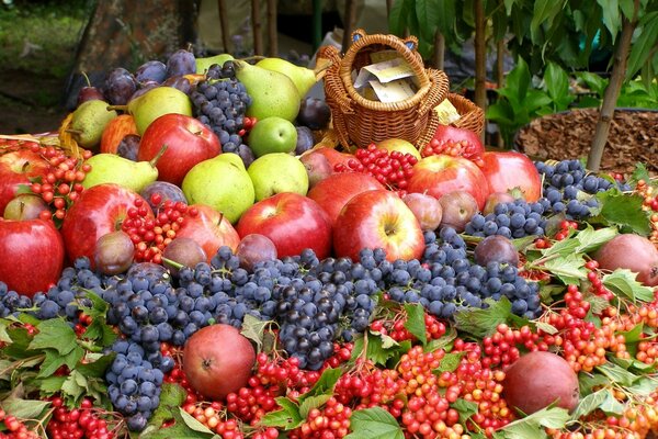 Harvest of different fruits in autumn