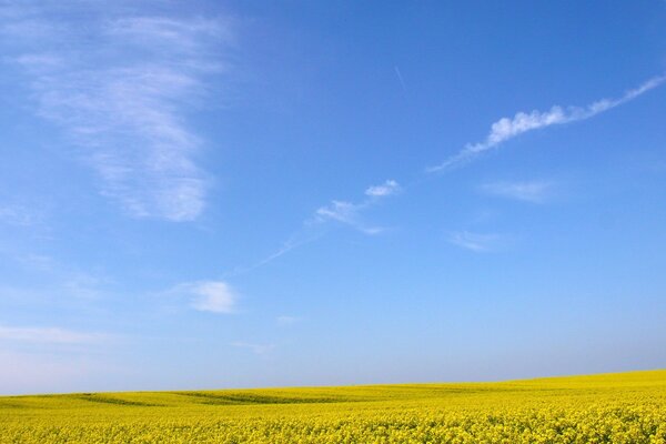 Yellow flowers under a blue sky