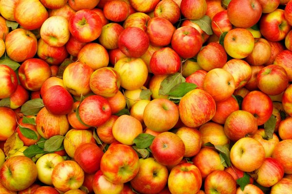 Cosecha de manzanas dulces de otoño