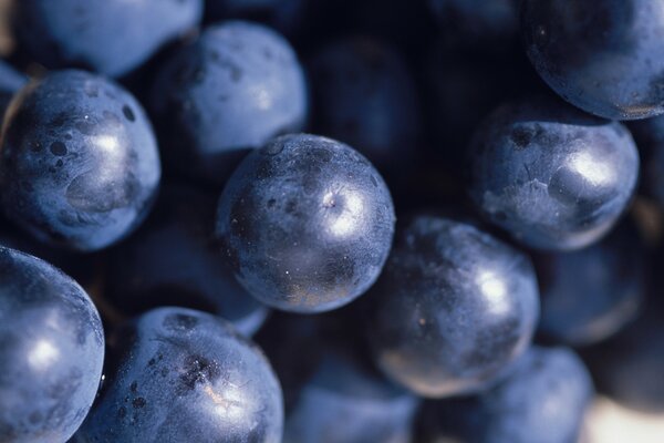 Bayas de uva grandes azules