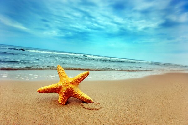 Starfish sand sea