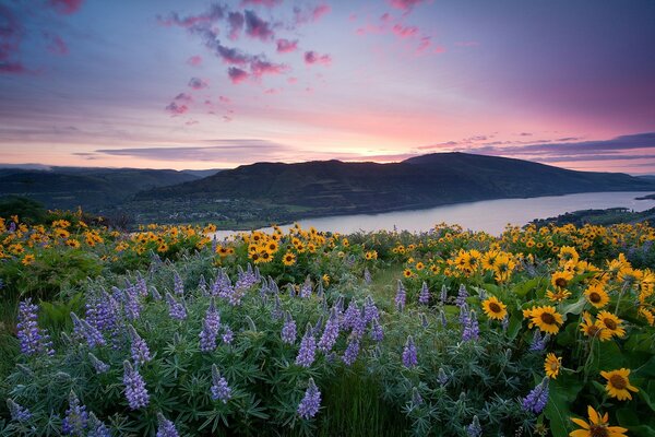 Wildblumen Sonnenuntergang Feld