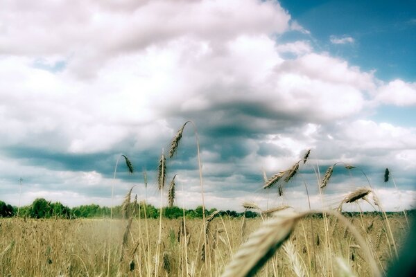 Lush clouds over a spiky field