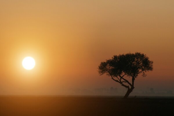 Baum unter der Sonne im Nebel