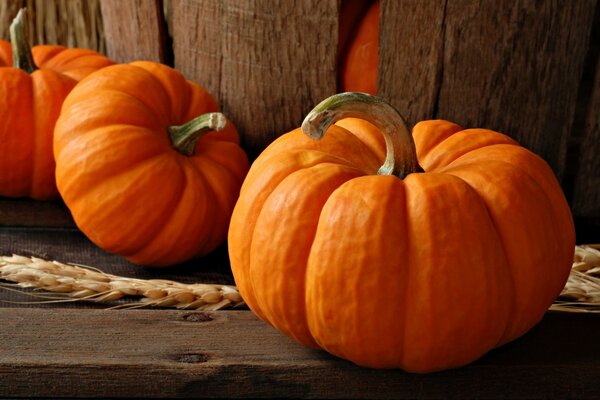 Pumpkins for Halloween. Large and autumnal