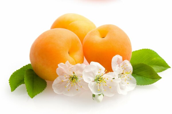 Apricots and flowers on a white background