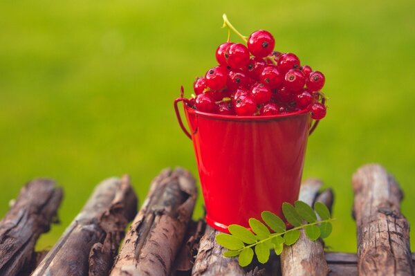 Rote Johannisbeere in einem Eimer