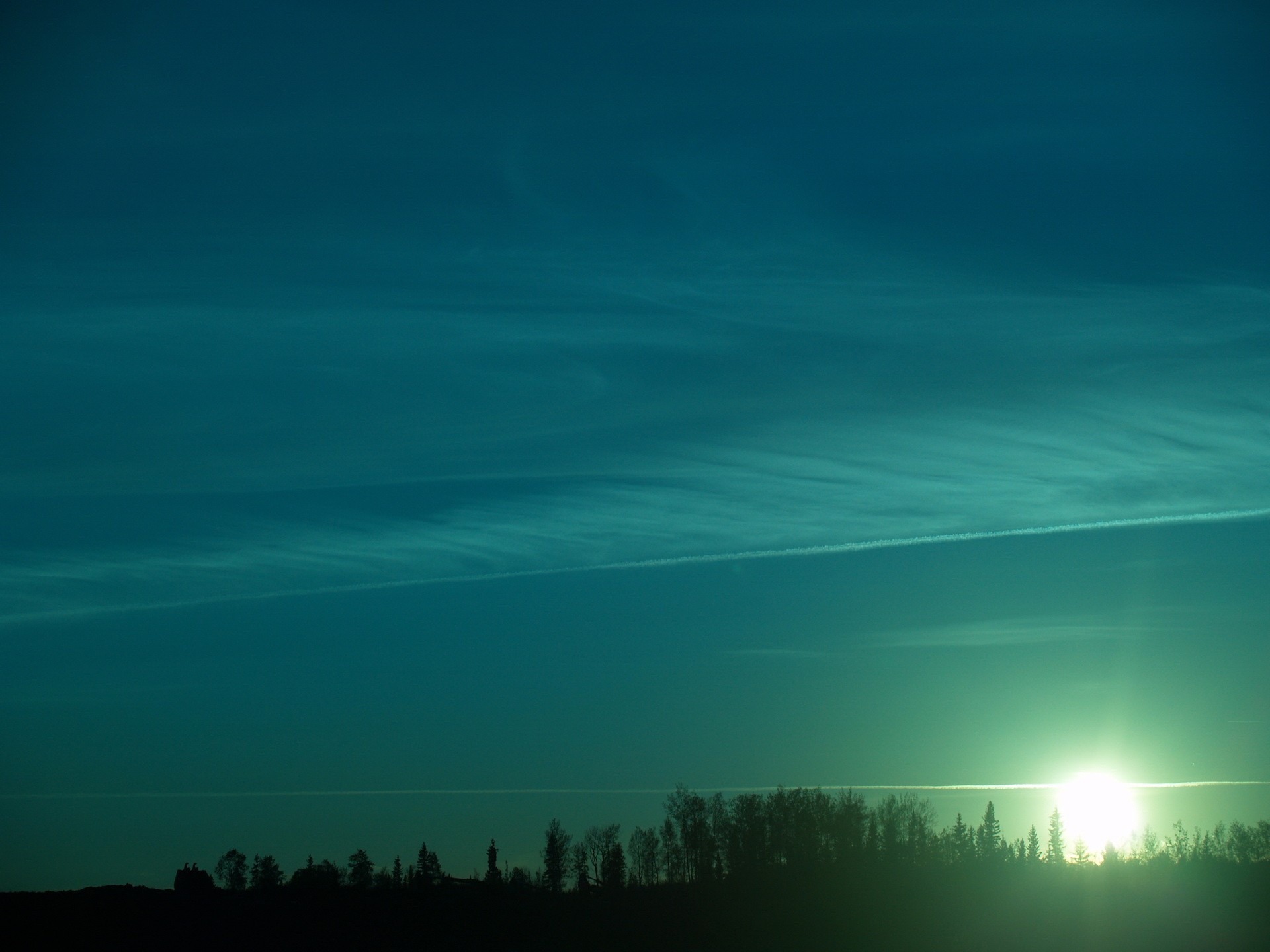 arbres soleil vert