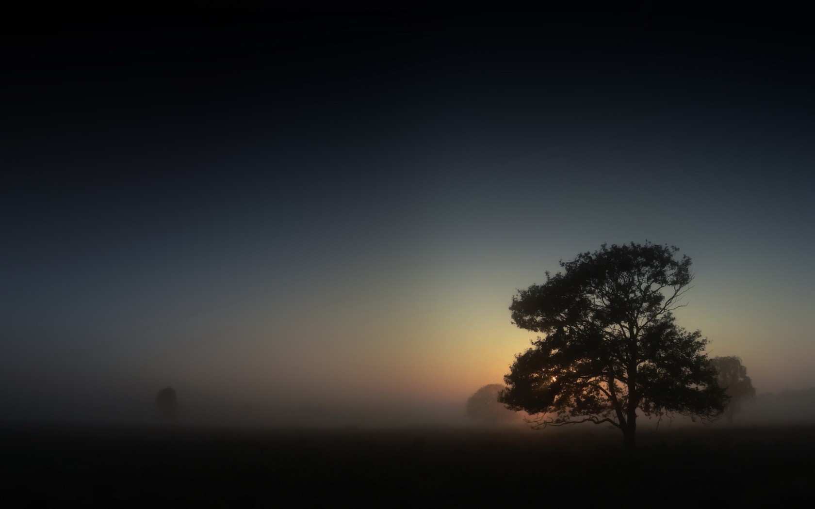 albero nebbia mattina