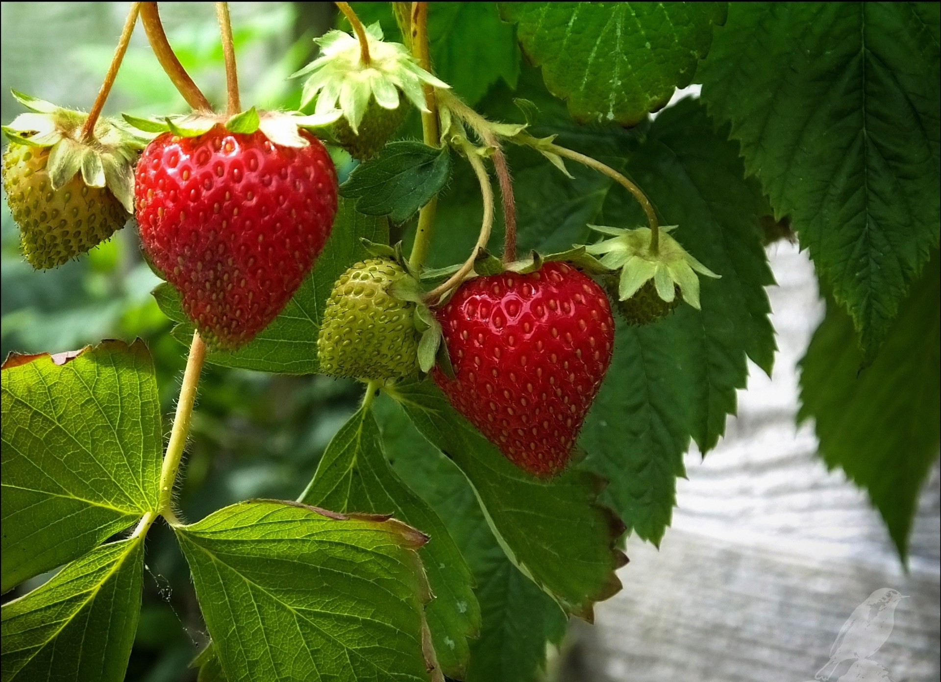 blatt erdbeere beere grün rot