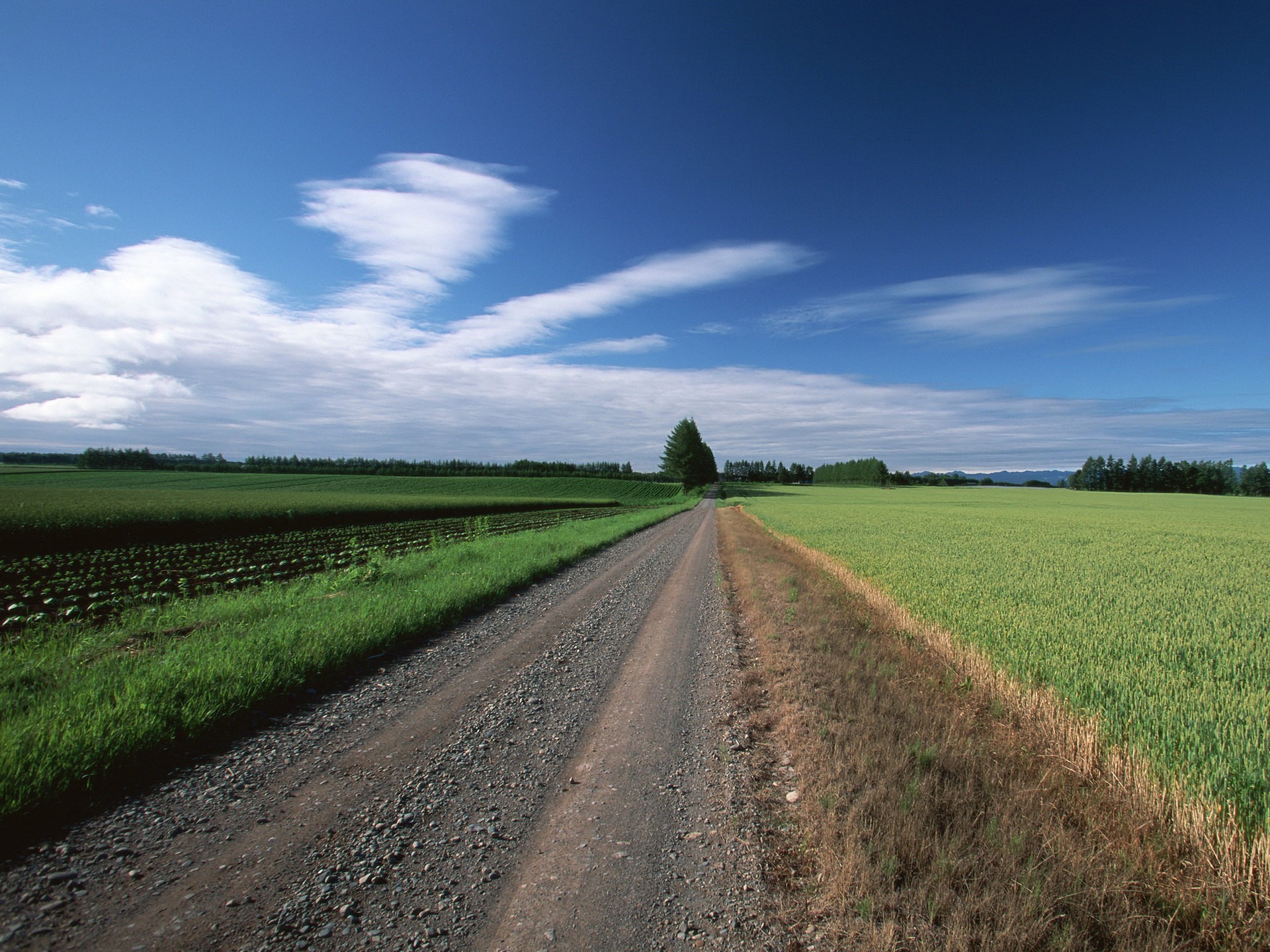 route champ arbres nuages