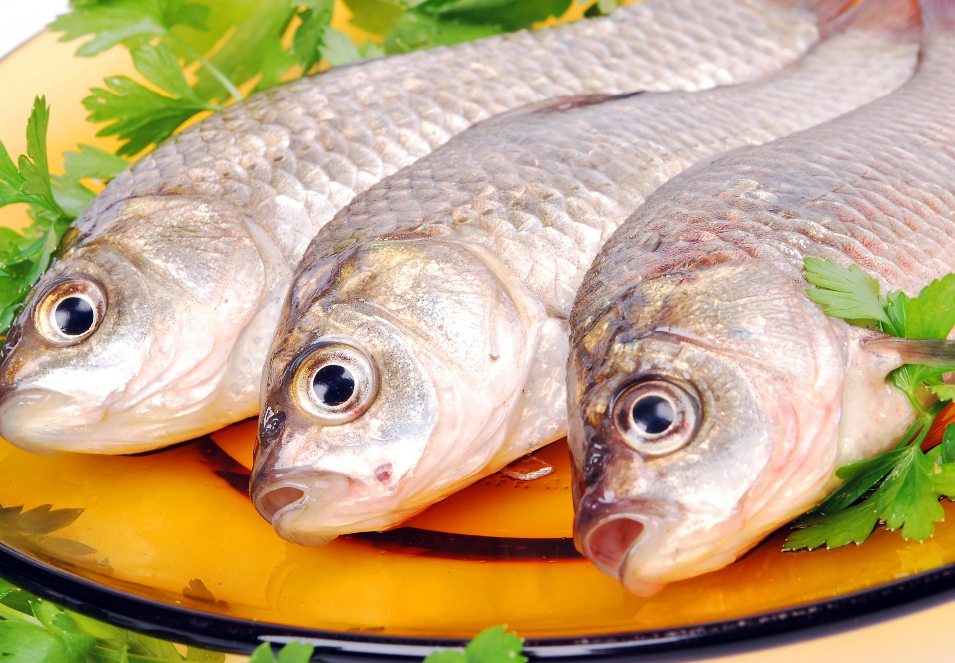 three green parsley plate fish