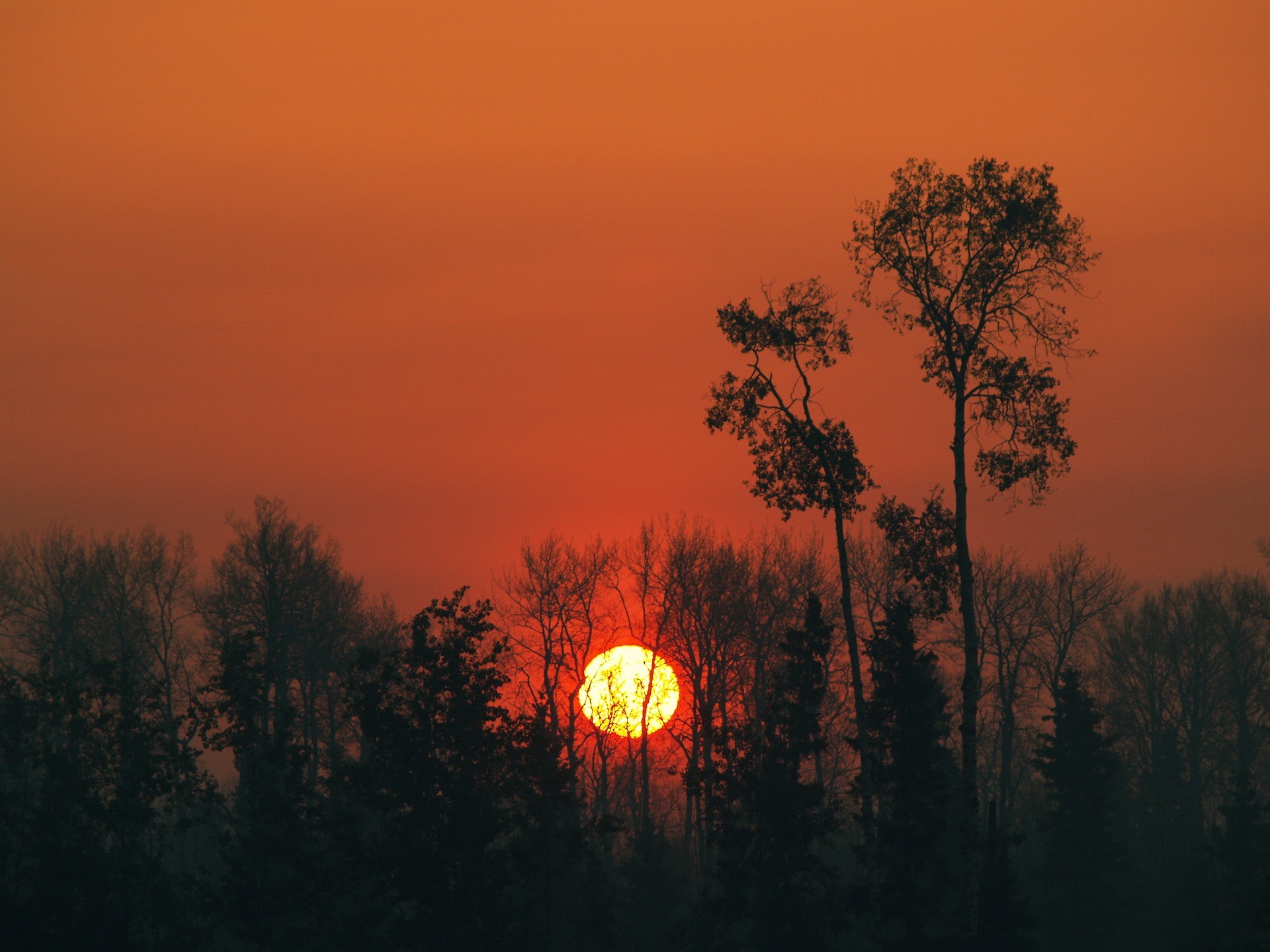 sol árboles puesta de sol