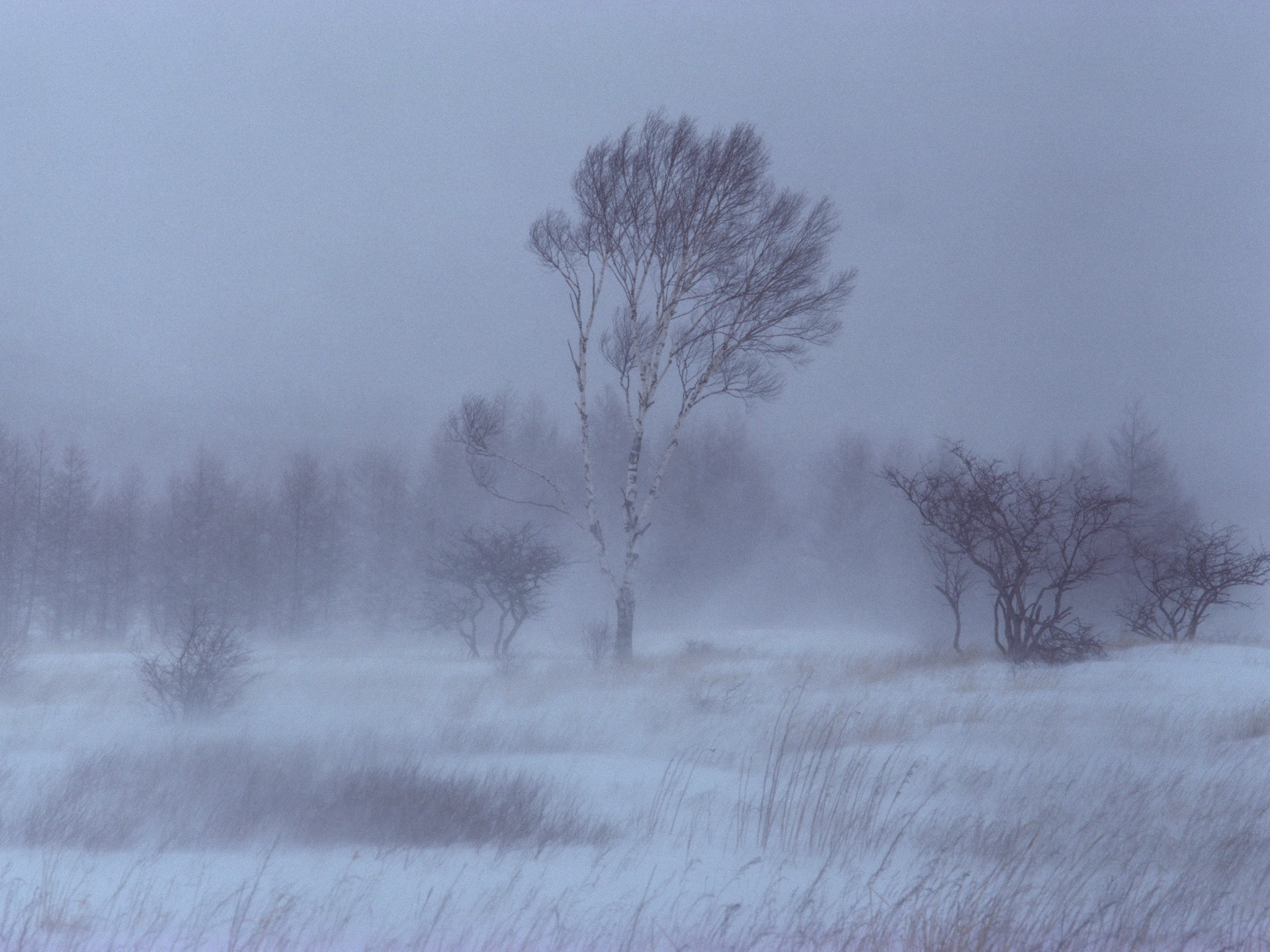 inverno neve alberi betulla