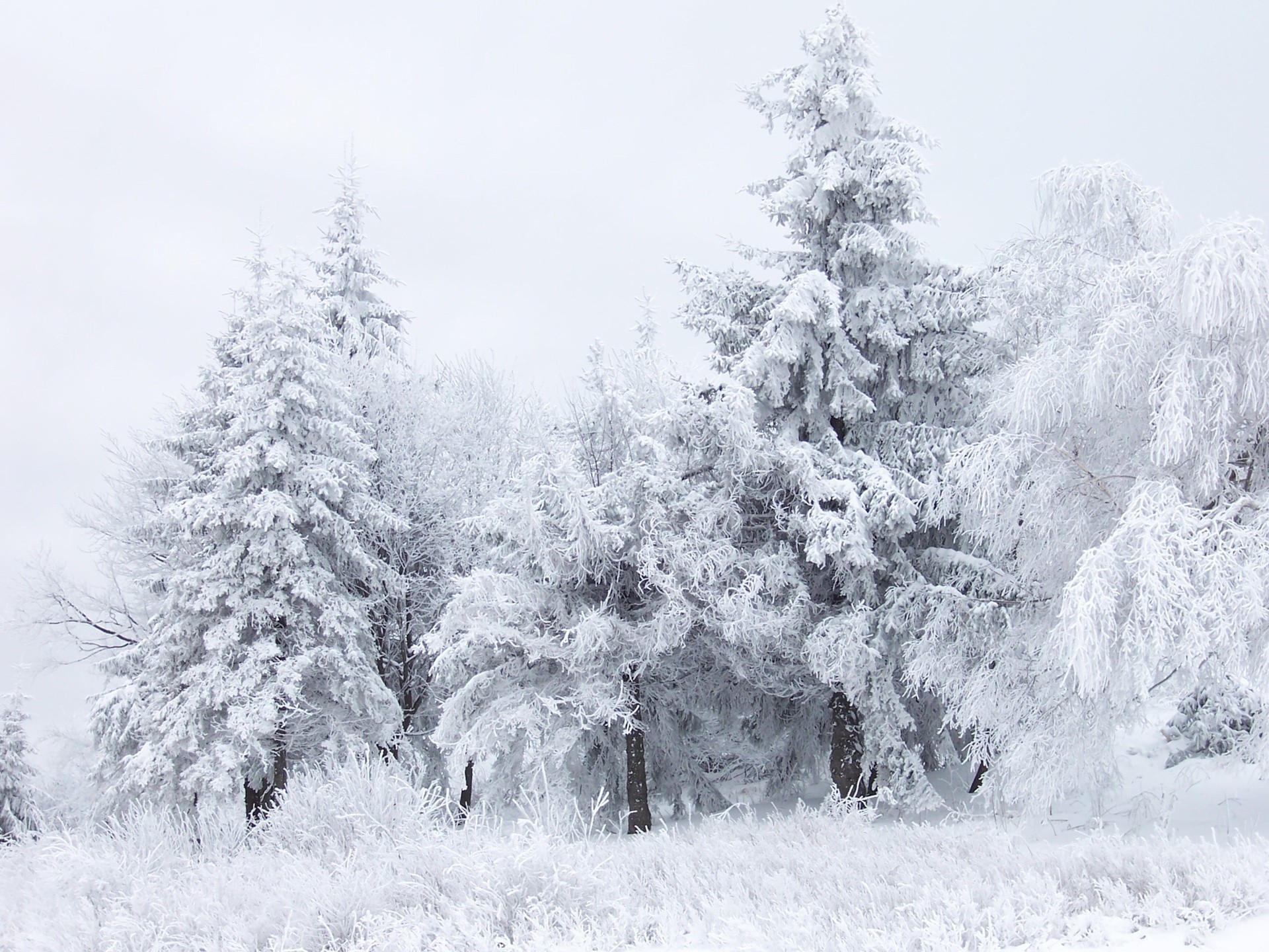 winter wald schnee weiß bäume