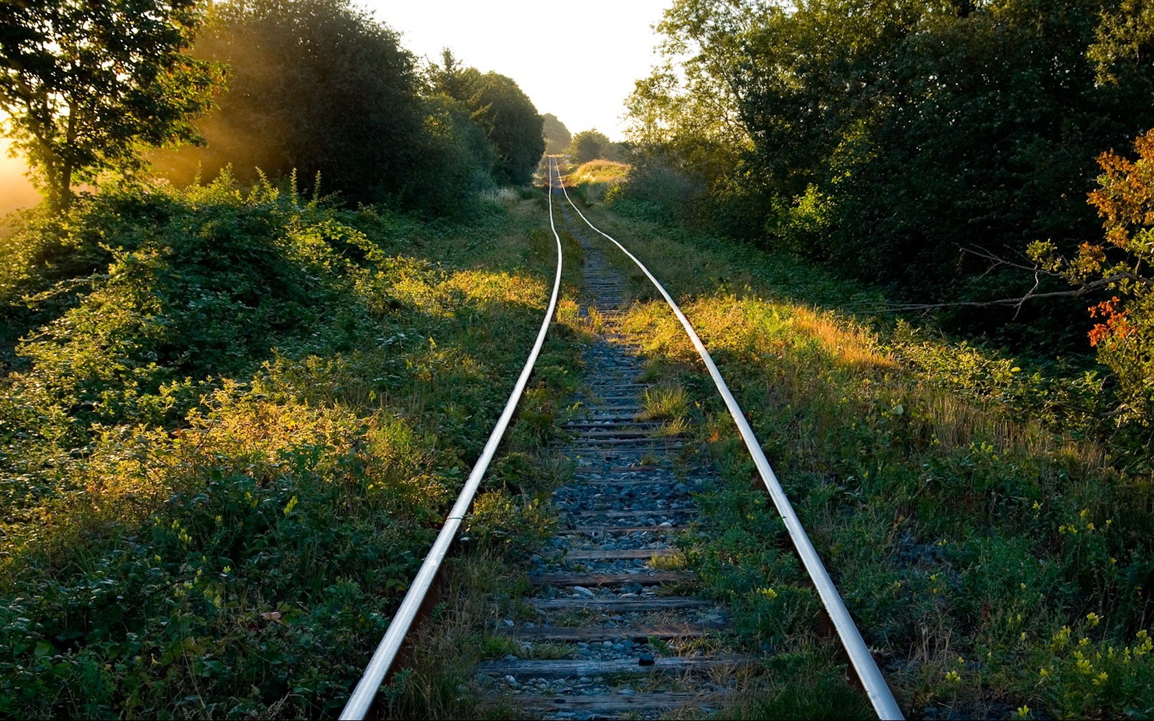 ferrovia erba alberi