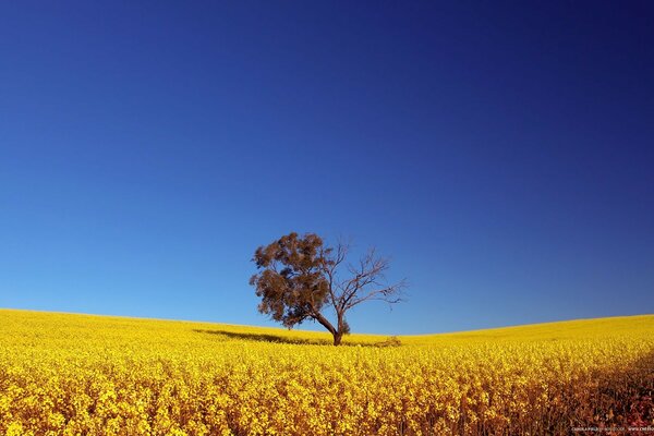 Одинокое дерево в поле на фоне синего неба