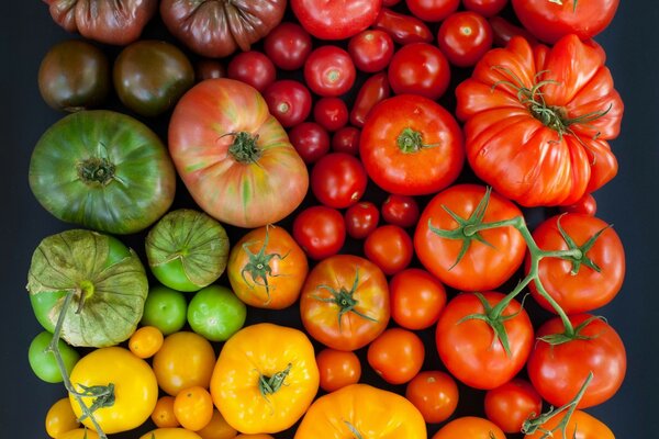 Tomates multicolores de diferentes tamaños