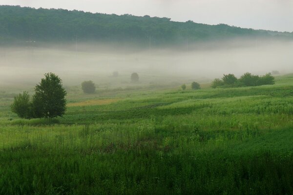 Das Feld zeigt grünes Gras im Nebel