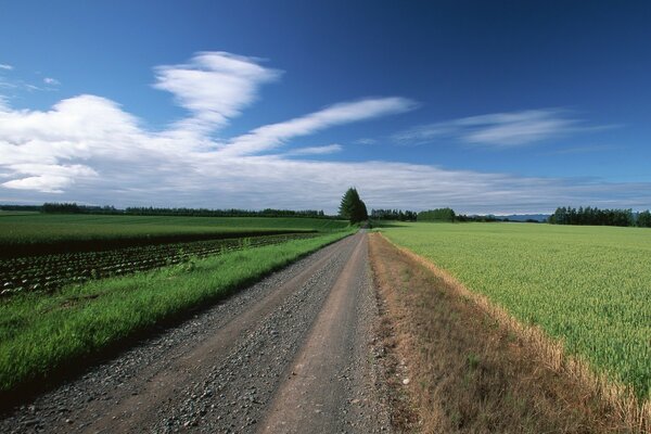 Route dans les arbres de nuages dans le champ