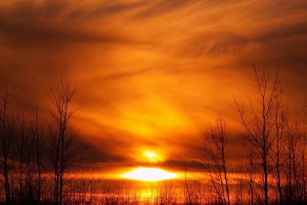 Gelber Sonnenuntergang auf dem Hintergrund der Bäume