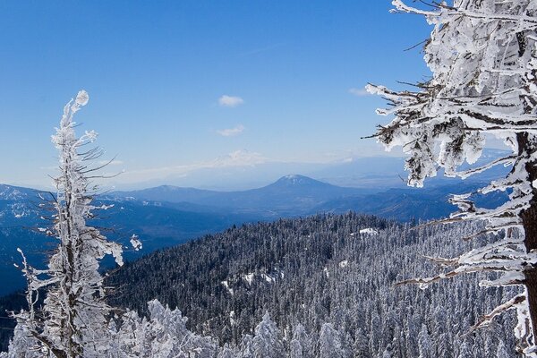 Bosque de invierno en tonos blancos y azules en las montañas