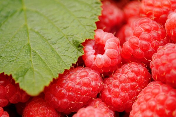 Freshly picked bright raspberries with leaves