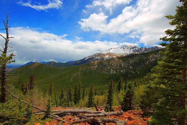 Gli alberi sono vicini alle montagne