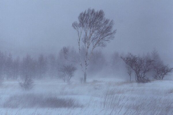 Storm snow and winter birch trees