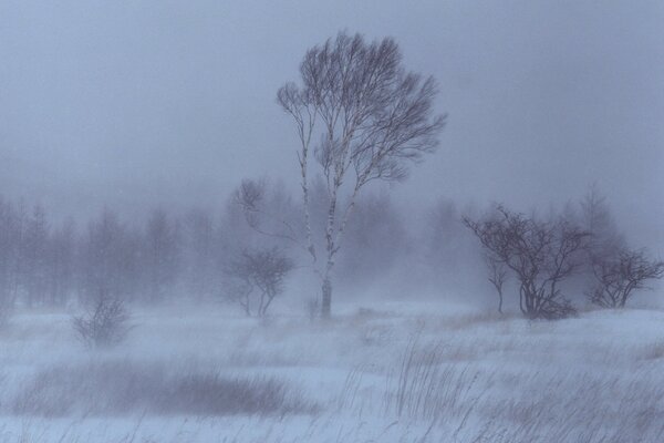 Tempête de neige et d hiver arbres de bouleau