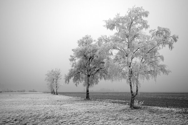 Winter chorno weißes Bild