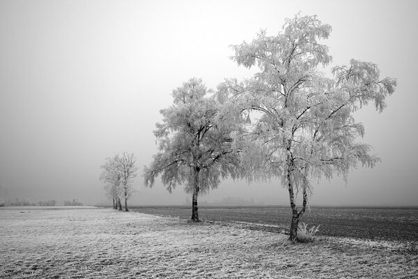 Inverno chorno pittura bianca