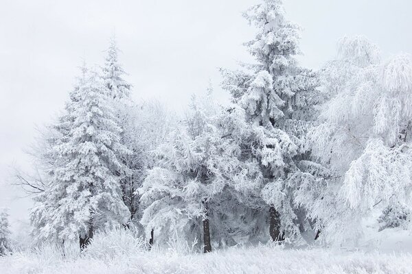 White snow on trees in winter