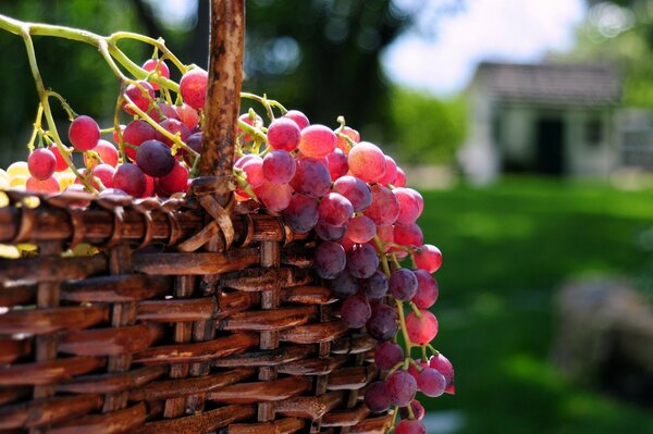 Summer picture with grapes in a basket