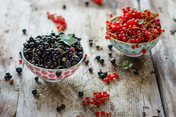 Cassis noir et rouge récoltés