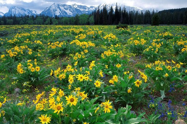 Bellezza dei fiori di montagna del Wyoming