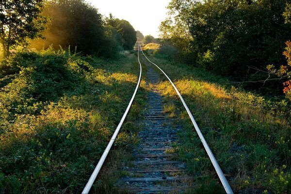 Railway between trees and shrubs