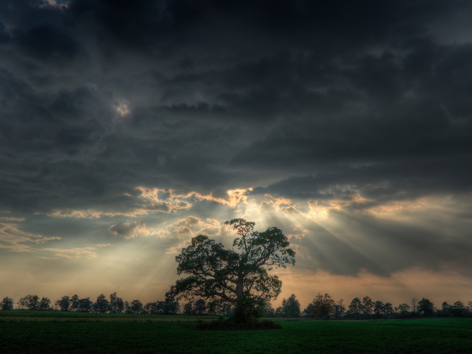 árboles campo luz nubes