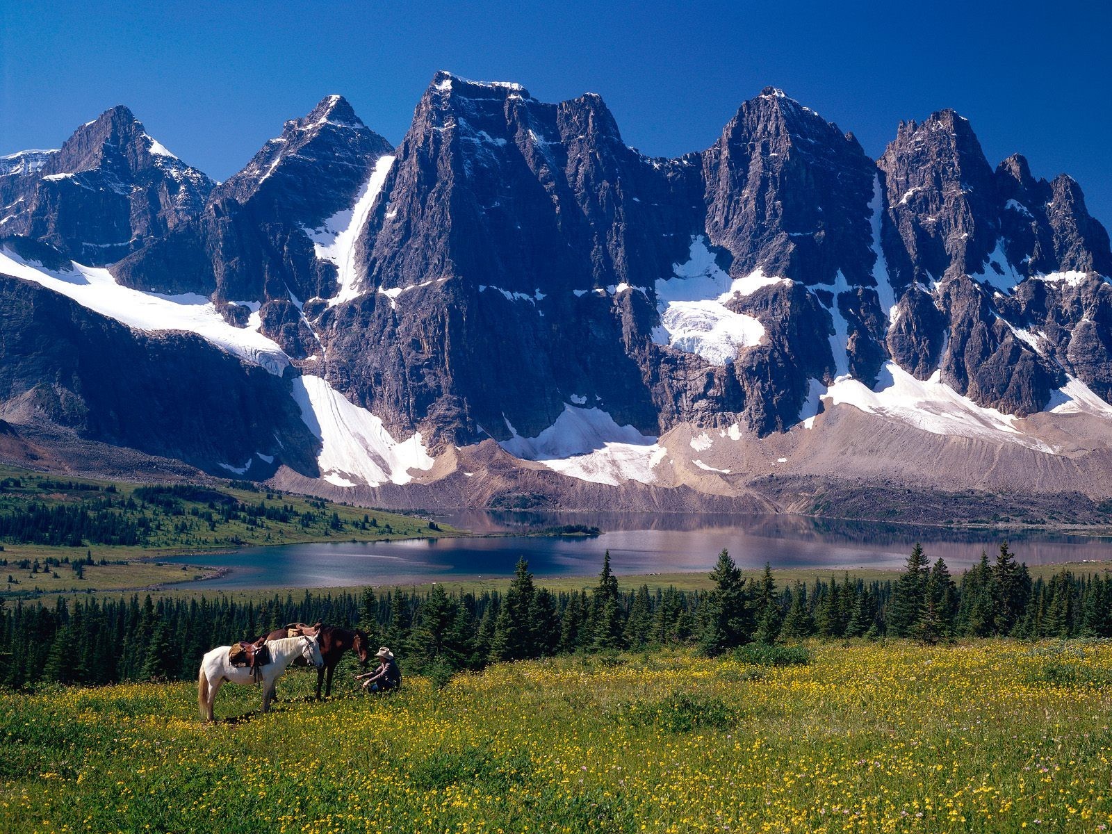 jasper park alberta canada montagnes arbres