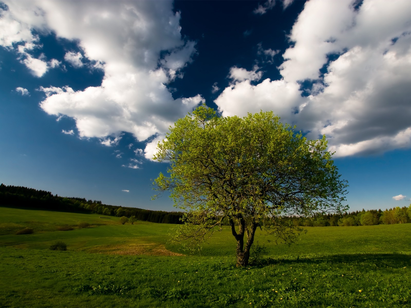 ciel arbre herbe