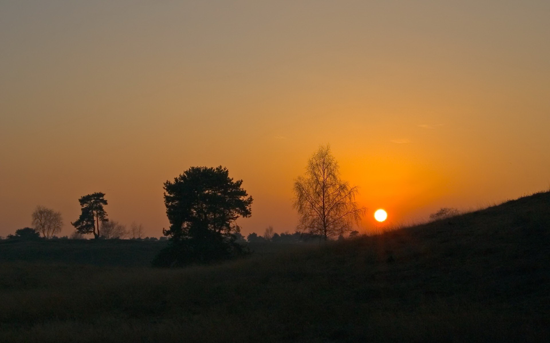 alberi sole tramonto