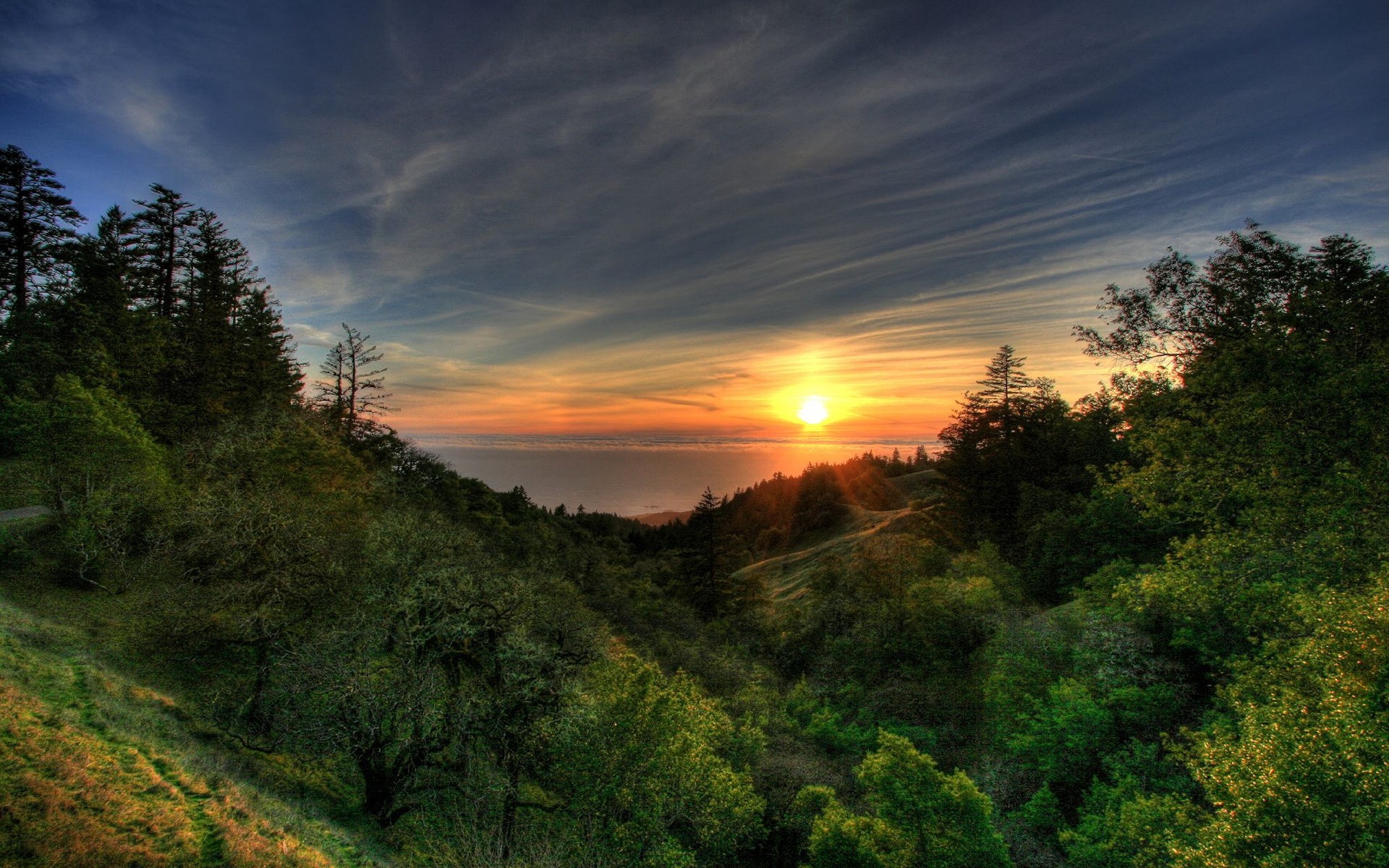 tree sun sunset