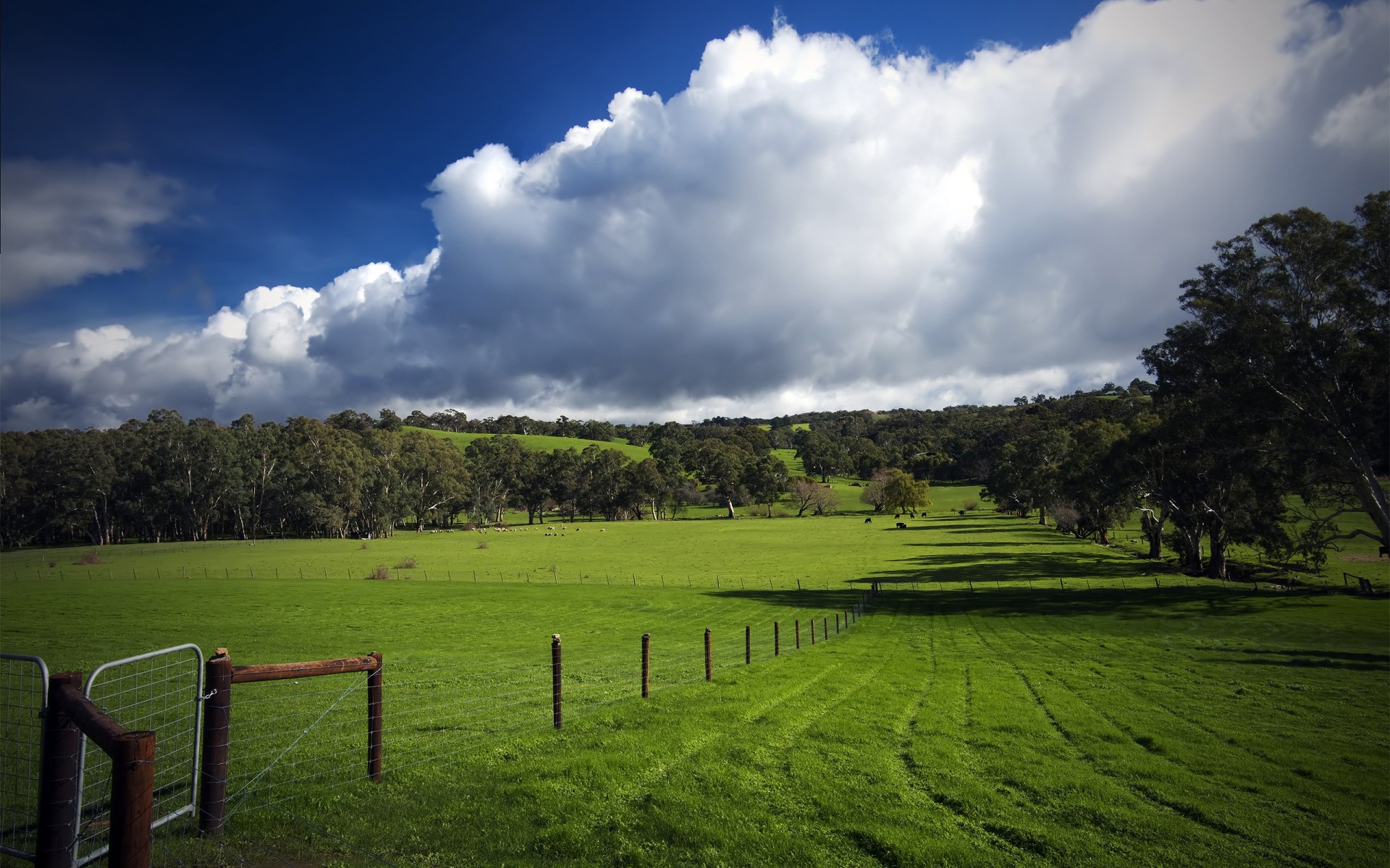 champ arbres nuages