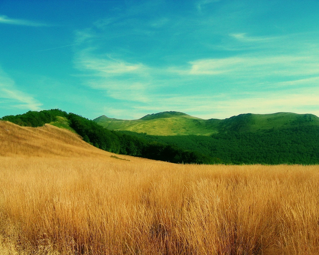 campo colline erba